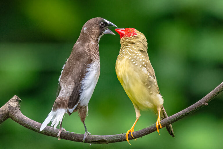 You_Just_Listen_3777